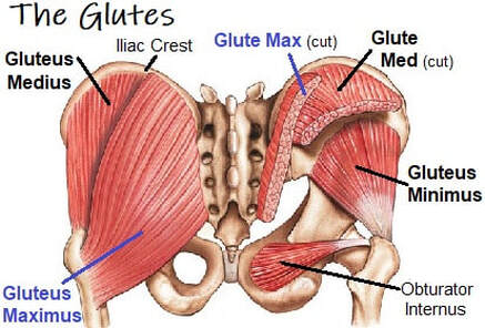 What&#39;s so great about glutes? - OPTIMUM EXERCISE PHYSIOLOGY