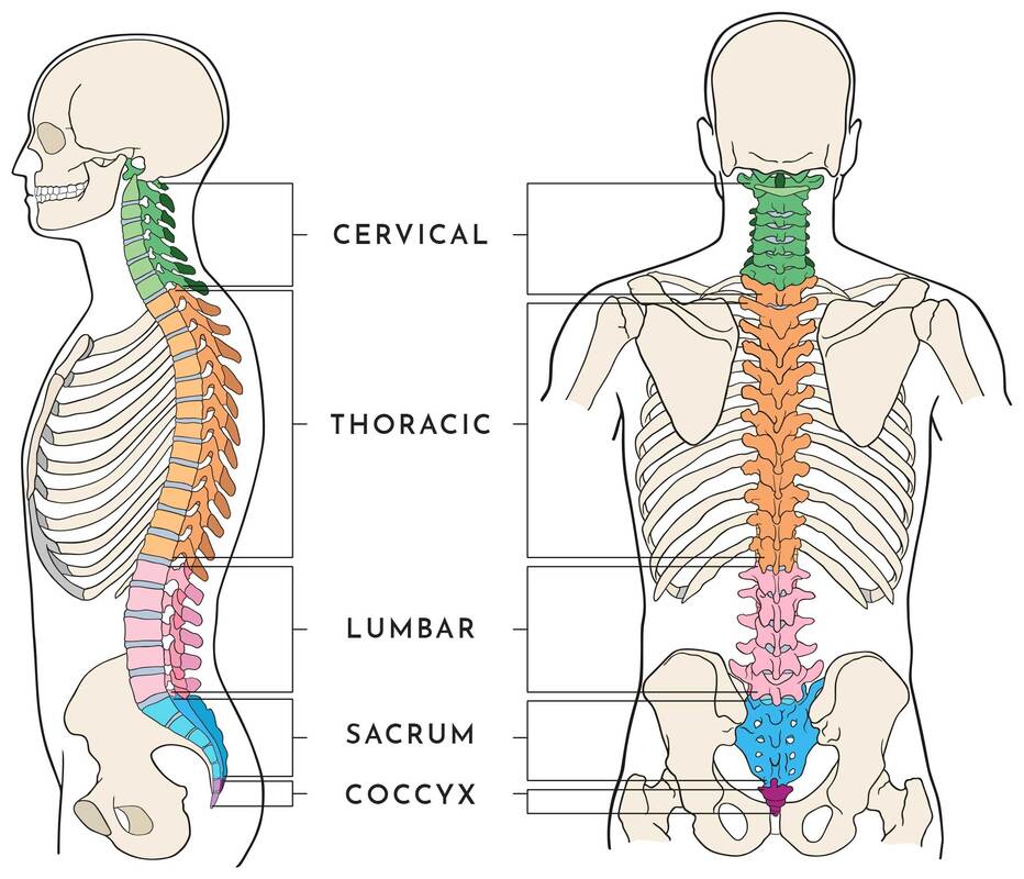 Introducing The Simple Way To Unlock Your Spine Reviews